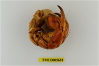 藏品(刺足陸寄居蟹)的圖片